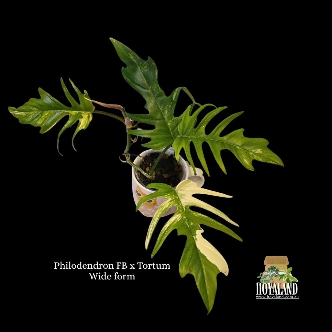 ⛄ Philodendron Florida Beauty X Tortum Wide Form | Hoyaland Rare